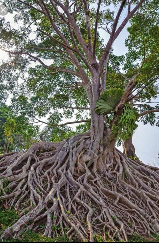MEDITAZIONE MILANO CENTRO SULLE RADICI DELL'INFINITO SPAZIO MICHELE FRANCESCO IZZO.
