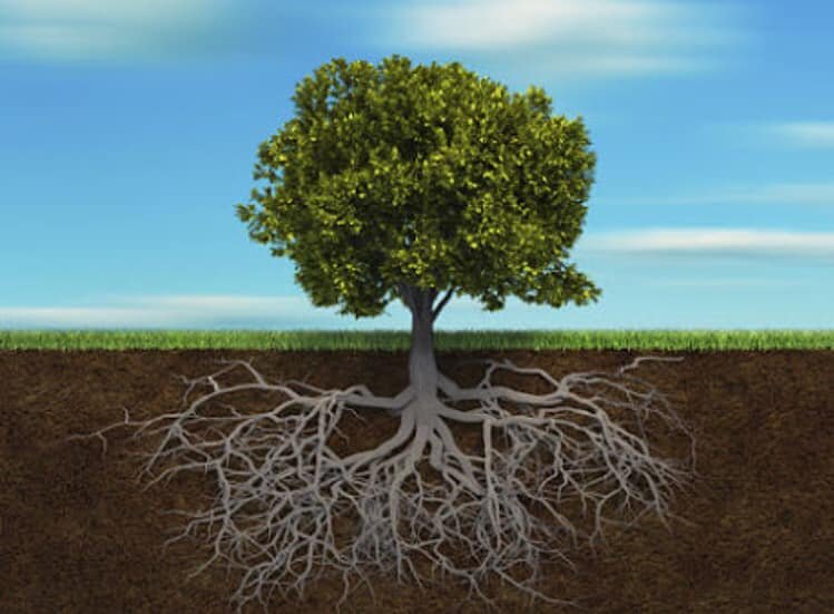 MEDITAZIONE ROZZANO MICHELE FRANCESCO IZZO.