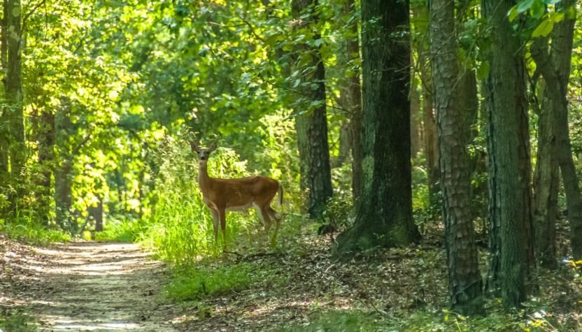 seminario nel bosco Michele francesco izzo