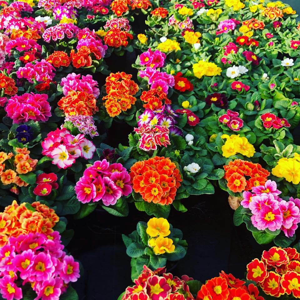 SEMINARIO Michele Izzo preparazione solstizio della primavera