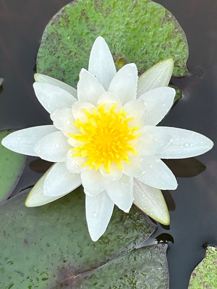 Meditazione Michele Francesco Izzo